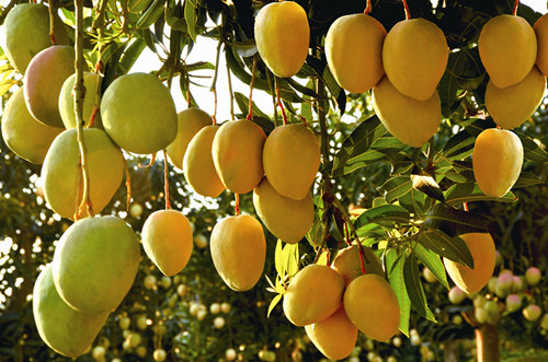 芒果施用有机肥的技术