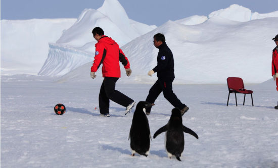 图:南极企鹅参加中国南极科考队冰上足球赛_道